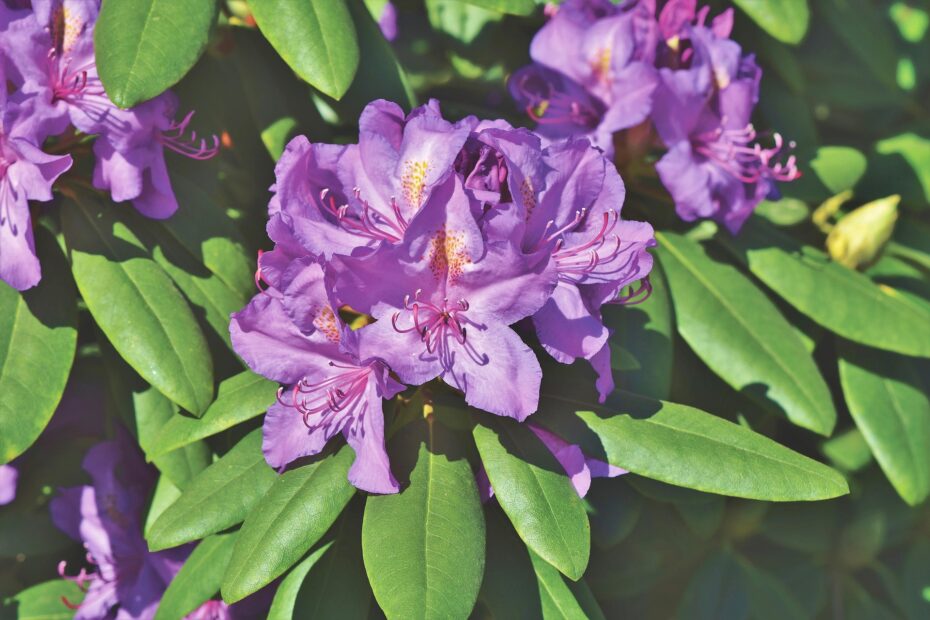 rhododendron